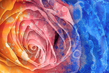 Acrylic Rose Macro - Hybrid HDR - Kostenloses image #323935